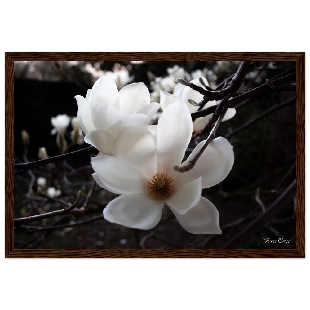 Magnolia Photo Print with Frame Colour of your Choice