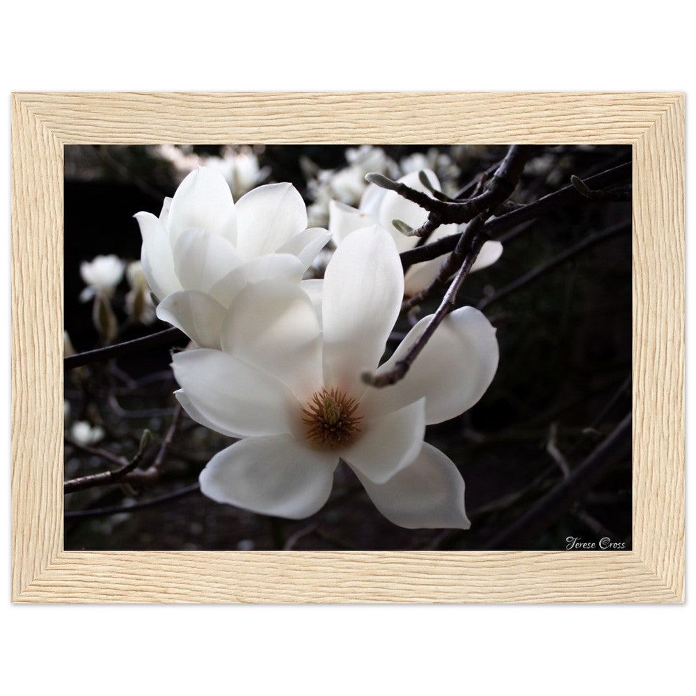 Magnolia Photo Print with Frame Colour of your Choice