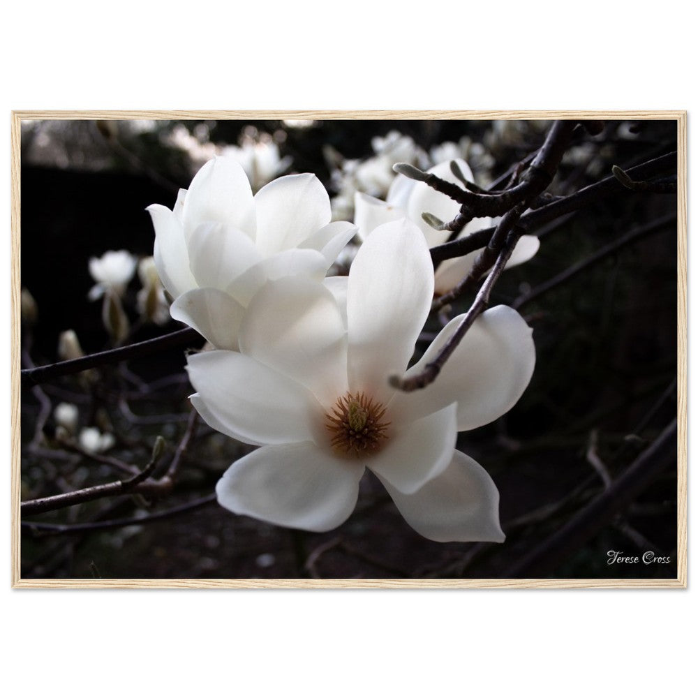 Magnolia Photo Print with Frame Colour of your Choice