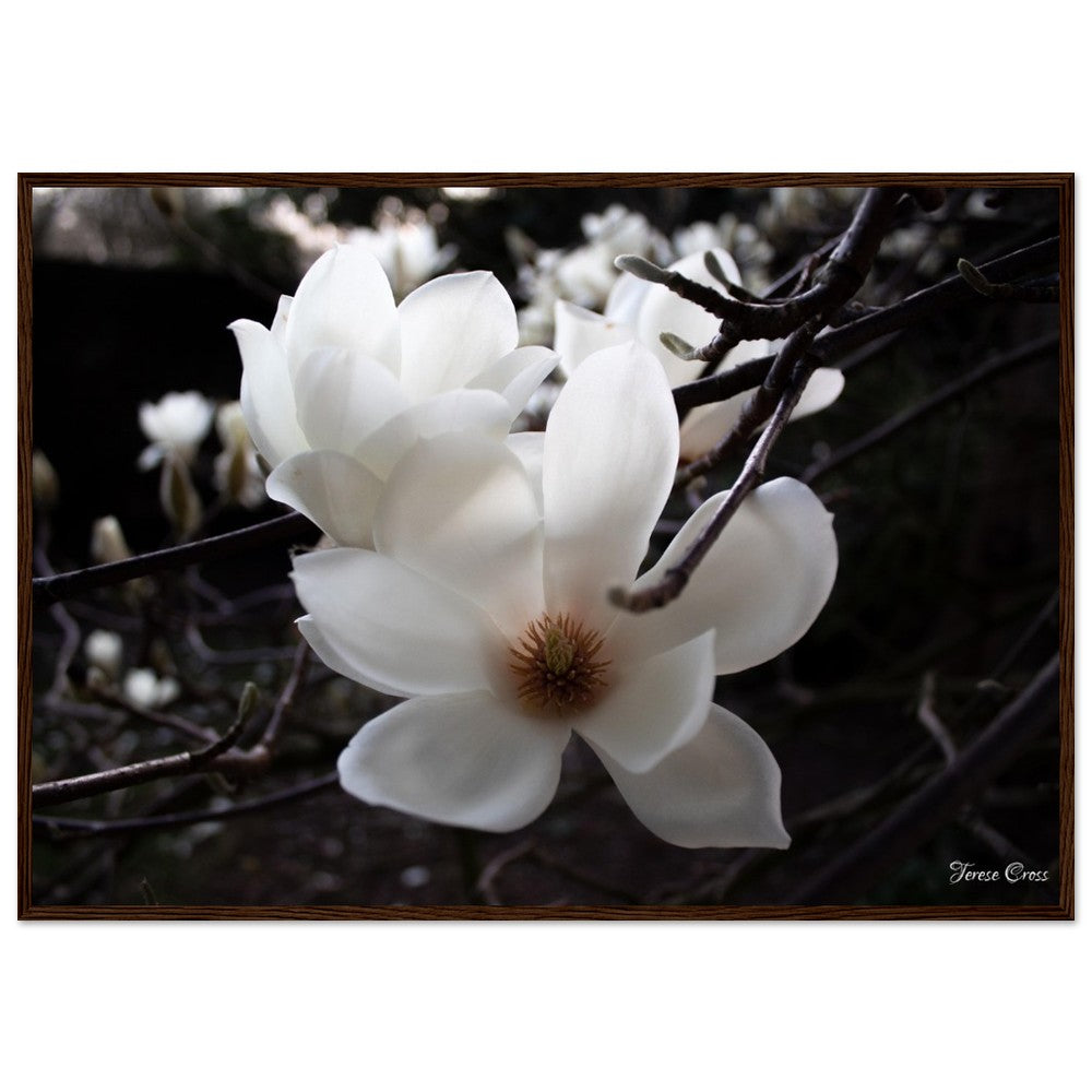 Magnolia Photo Print with Frame Colour of your Choice