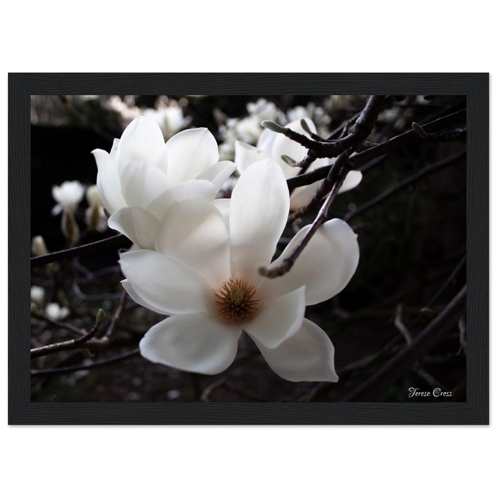 Magnolia Photo Print with Frame Colour of your Choice