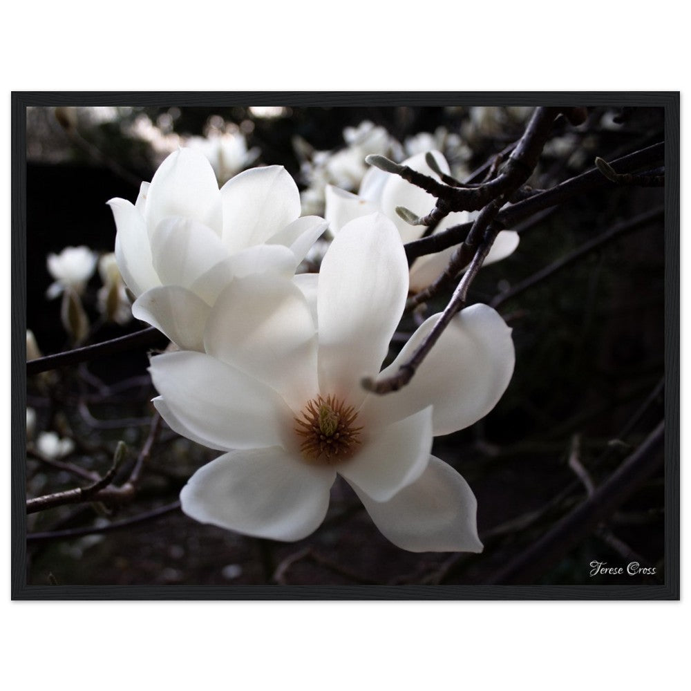 Magnolia Photo Print with Frame Colour of your Choice
