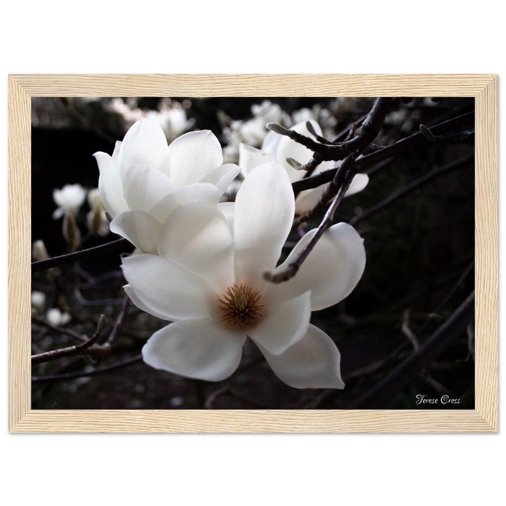 Magnolia Photo Print with Frame Colour of your Choice