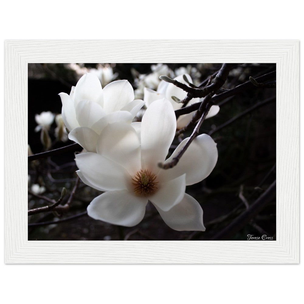 Magnolia Photo Print with Frame Colour of your Choice