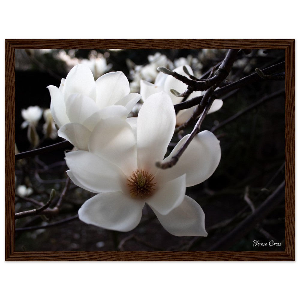 Magnolia Photo Print with Frame Colour of your Choice