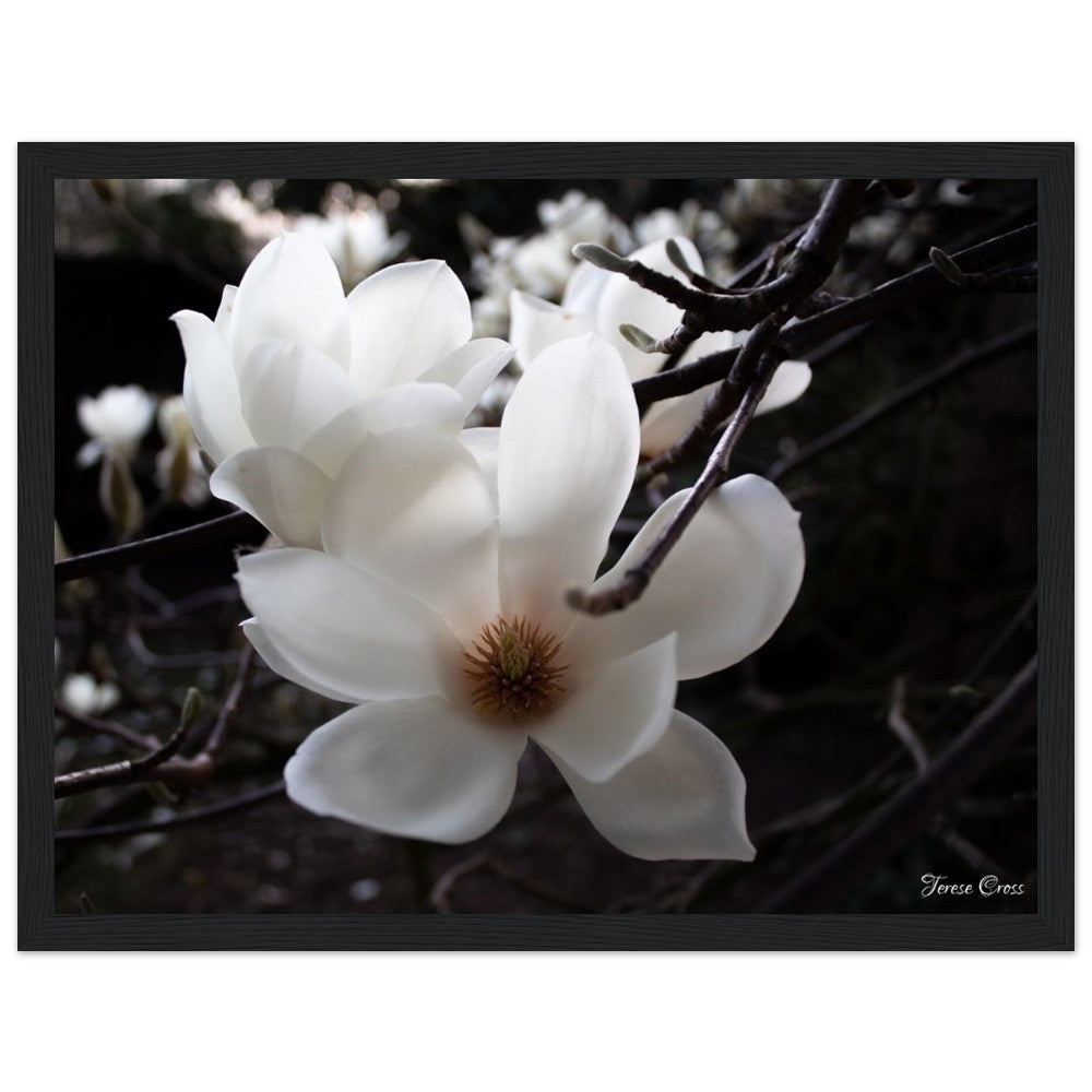 Magnolia Photo Print with Frame Colour of your Choice