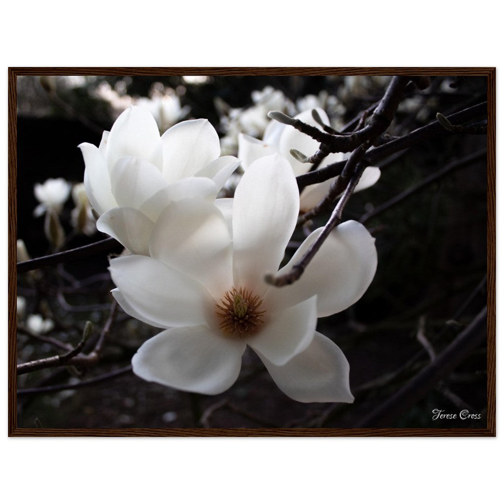 Magnolia Photo Print with Frame Colour of your Choice