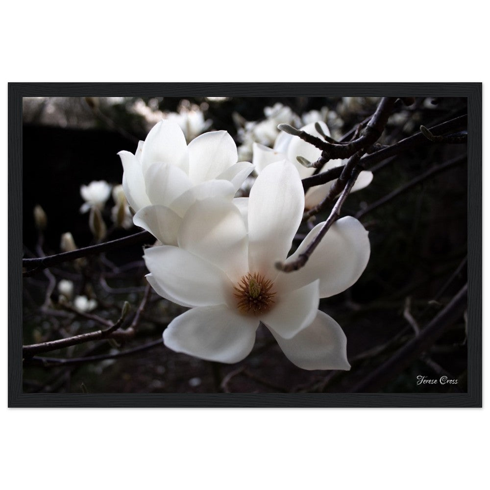 Magnolia Photo Print with Frame Colour of your Choice