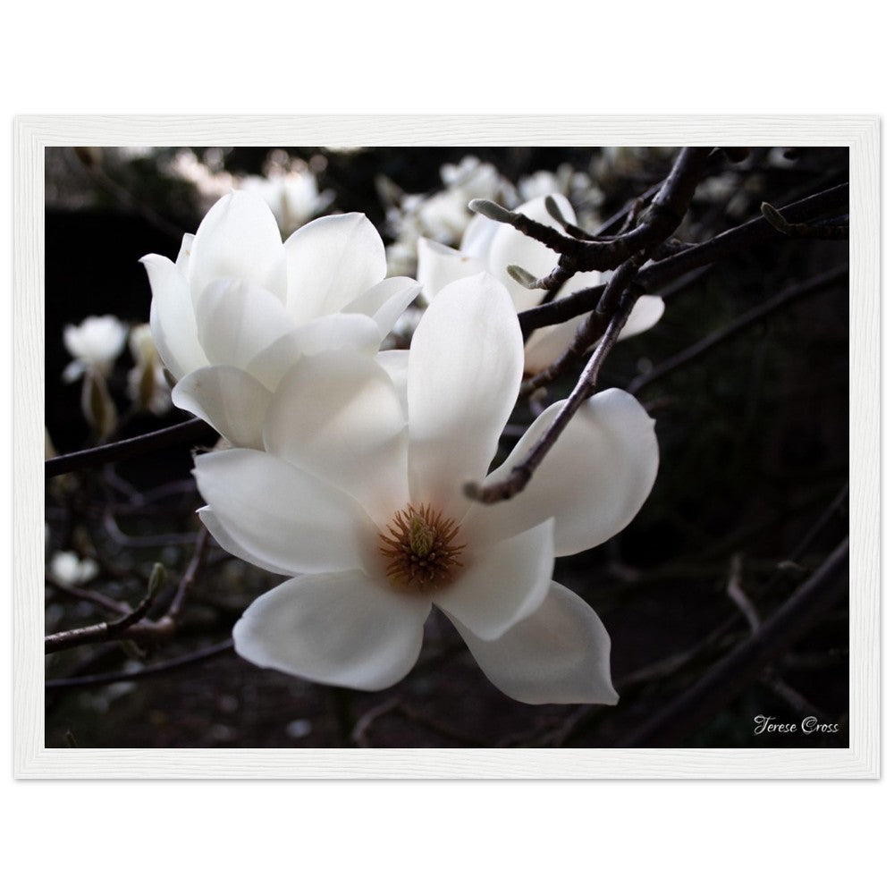 Magnolia Photo Print with Frame Colour of your Choice