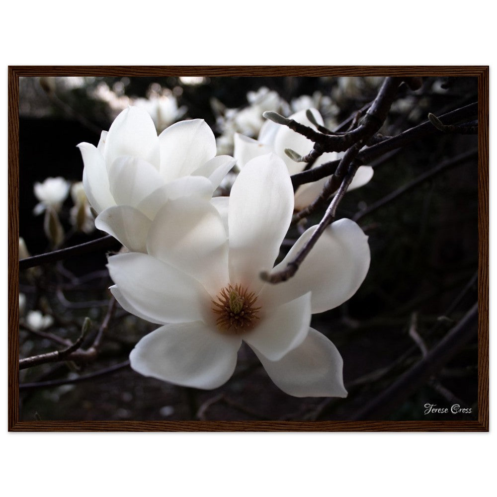 Magnolia Photo Print with Frame Colour of your Choice