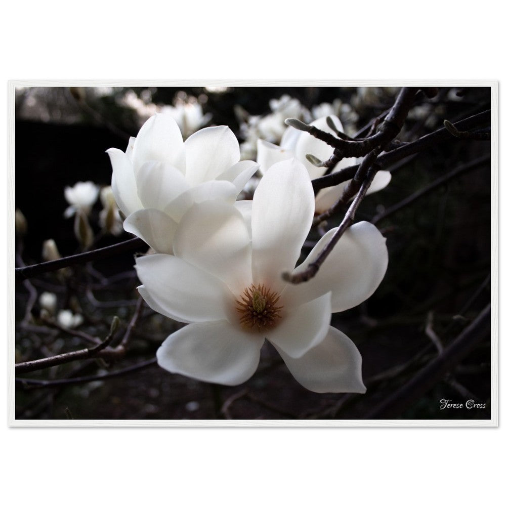 Magnolia Photo Print with Frame Colour of your Choice