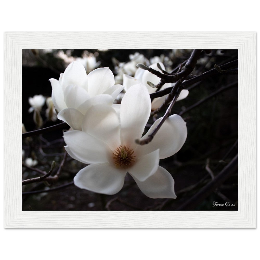 Magnolia Photo Print with Frame Colour of your Choice