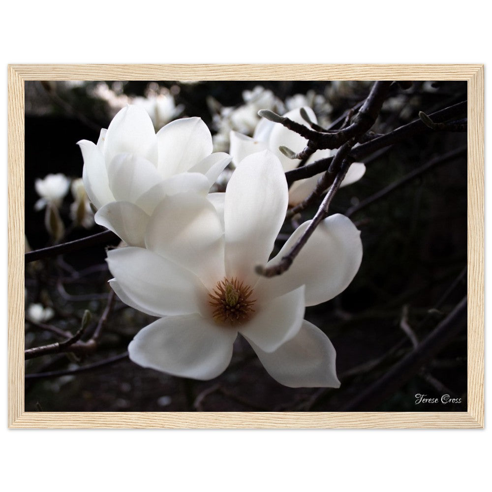 Magnolia Photo Print with Frame Colour of your Choice