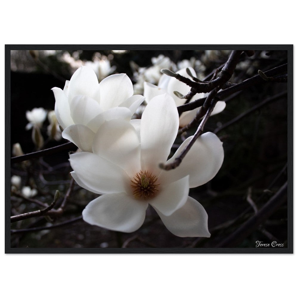 Magnolia Photo Print with Frame Colour of your Choice