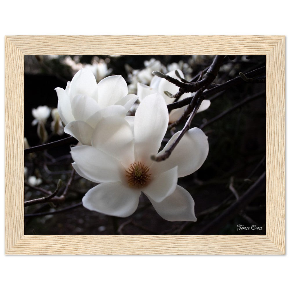Magnolia Photo Print with Frame Colour of your Choice