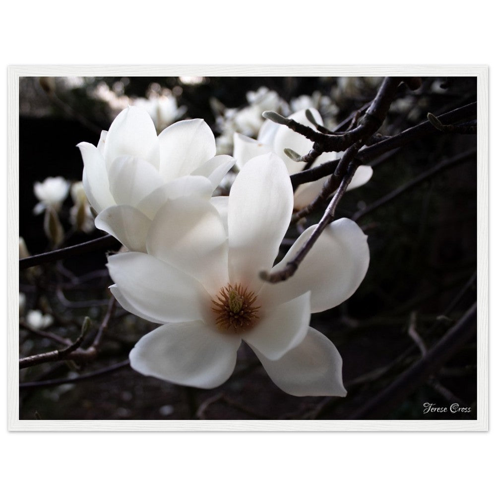 Magnolia Photo Print with Frame Colour of your Choice