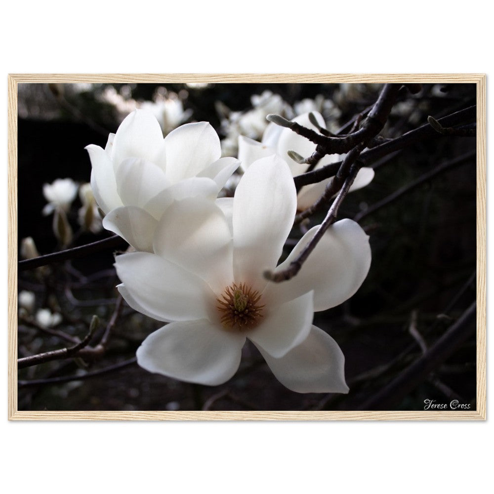 Magnolia Photo Print with Frame Colour of your Choice
