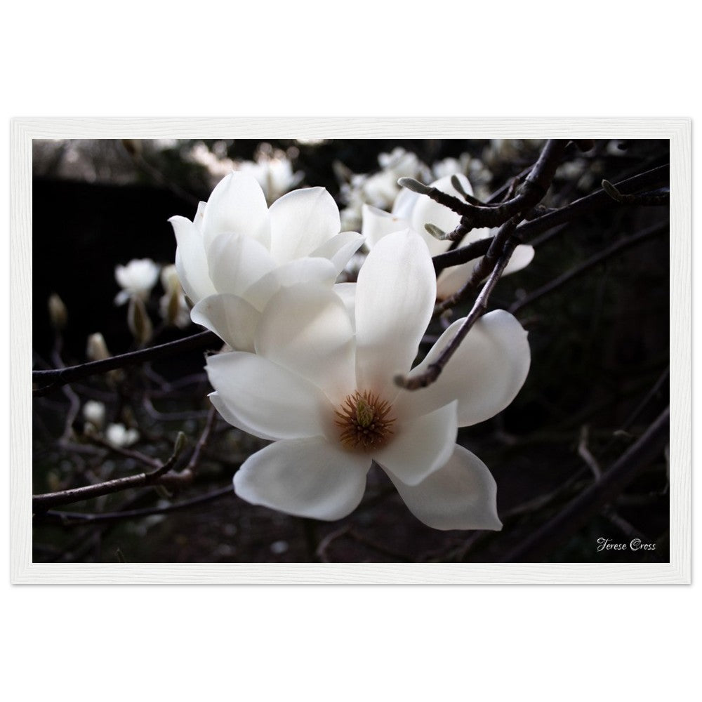 Magnolia Photo Print with Frame Colour of your Choice