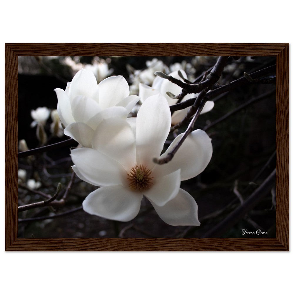 Magnolia Photo Print with Frame Colour of your Choice