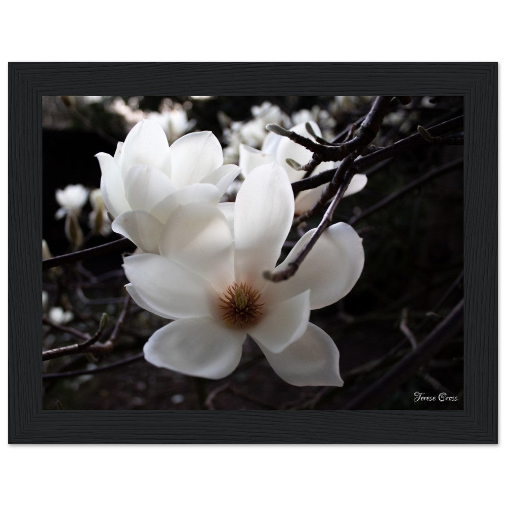 Magnolia Photo Print with Frame Colour of your Choice