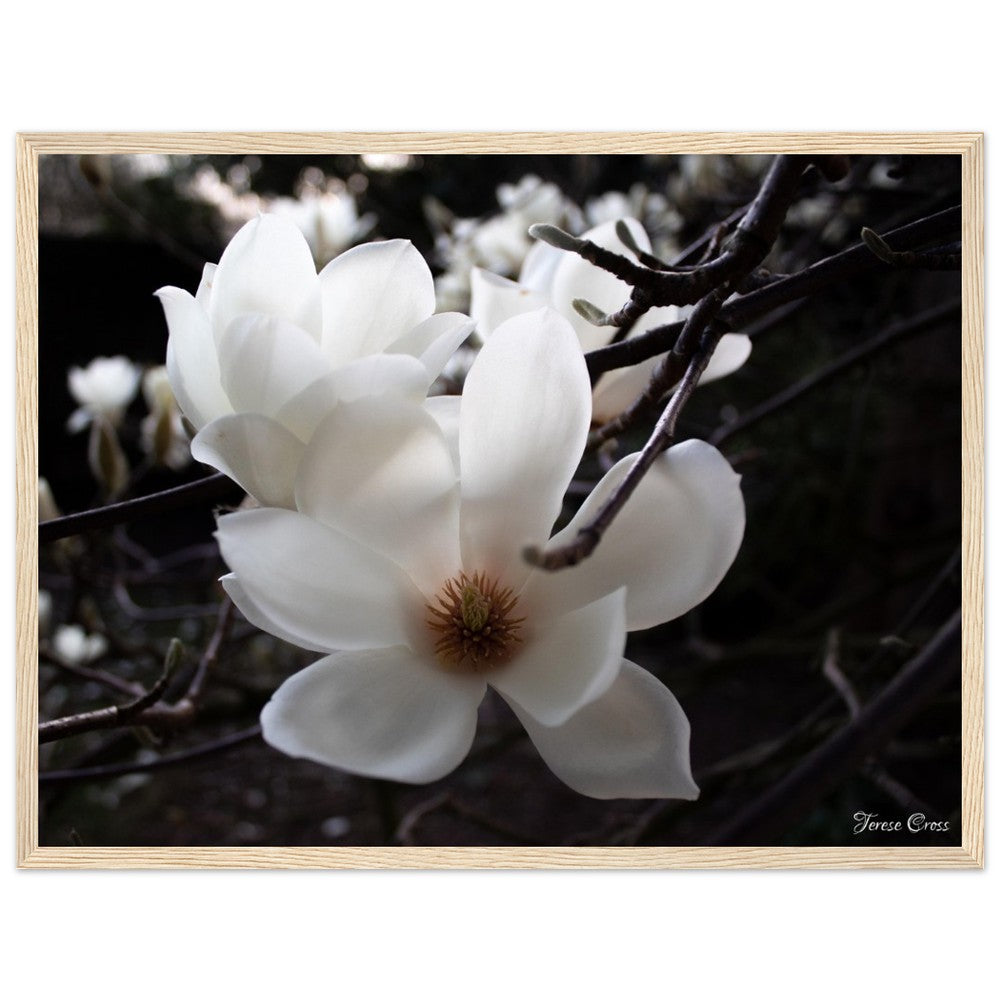 Magnolia Photo Print with Frame Colour of your Choice