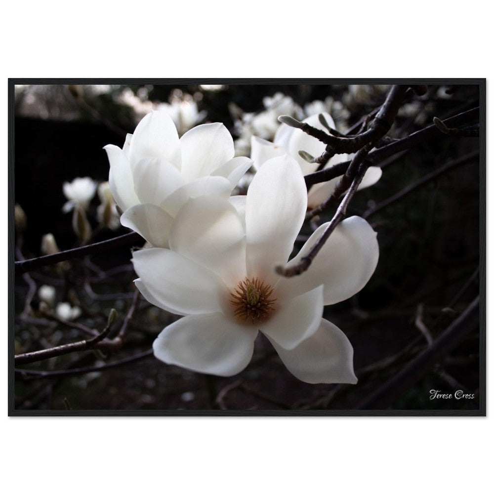 Magnolia Photo Print with Frame Colour of your Choice
