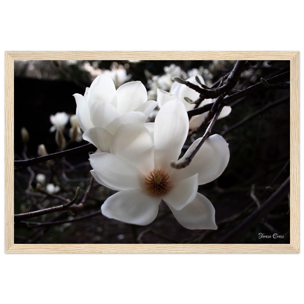 Magnolia Photo Print with Frame Colour of your Choice