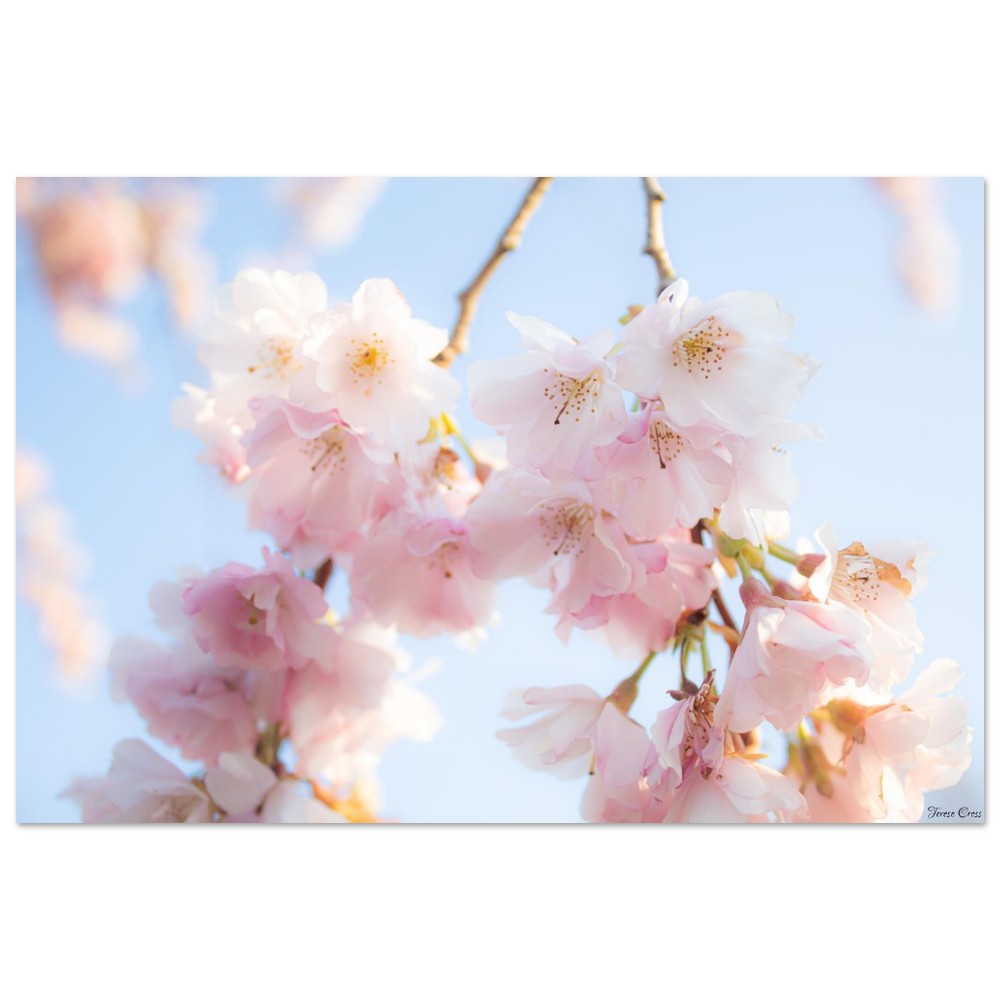 Sakura Blossom Tree Photo - Premium Matte Paper Poster