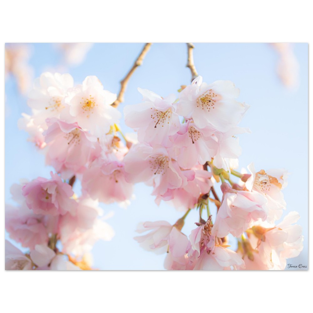 Sakura Blossom Tree Photo - Premium Matte Paper Poster