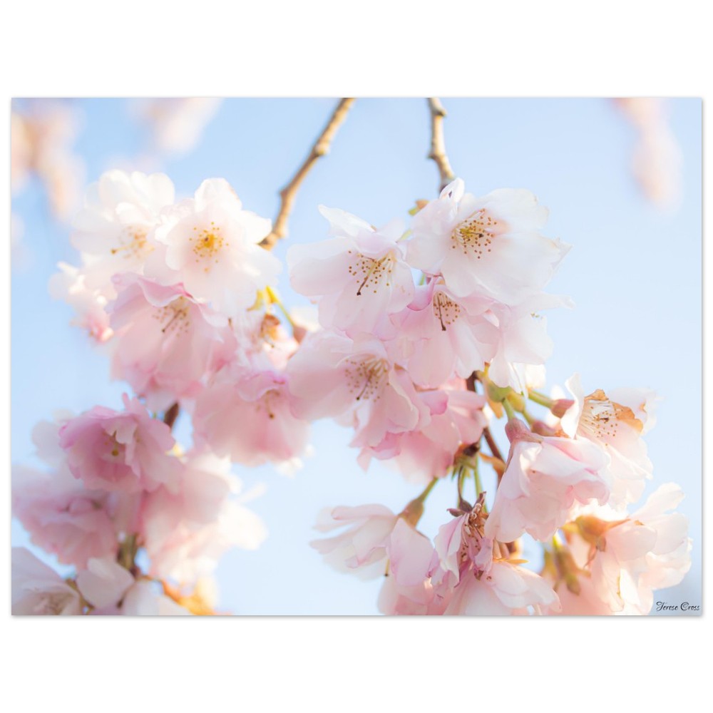 Sakura Blossom Tree Photo - Premium Matte Paper Poster