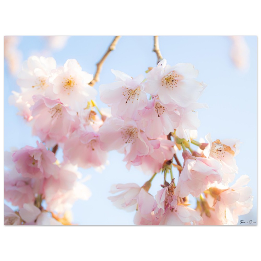 Sakura Blossom Tree Photo - Premium Matte Paper Poster