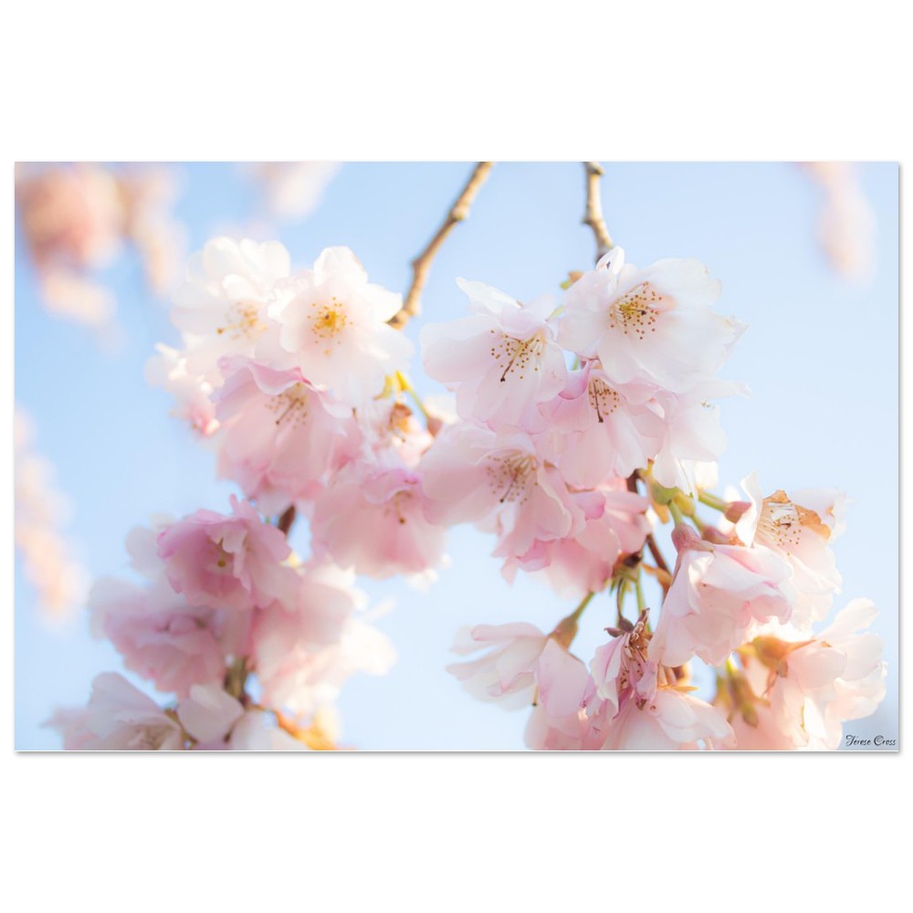 Sakura Blossom Tree Photo - Premium Matte Paper Poster