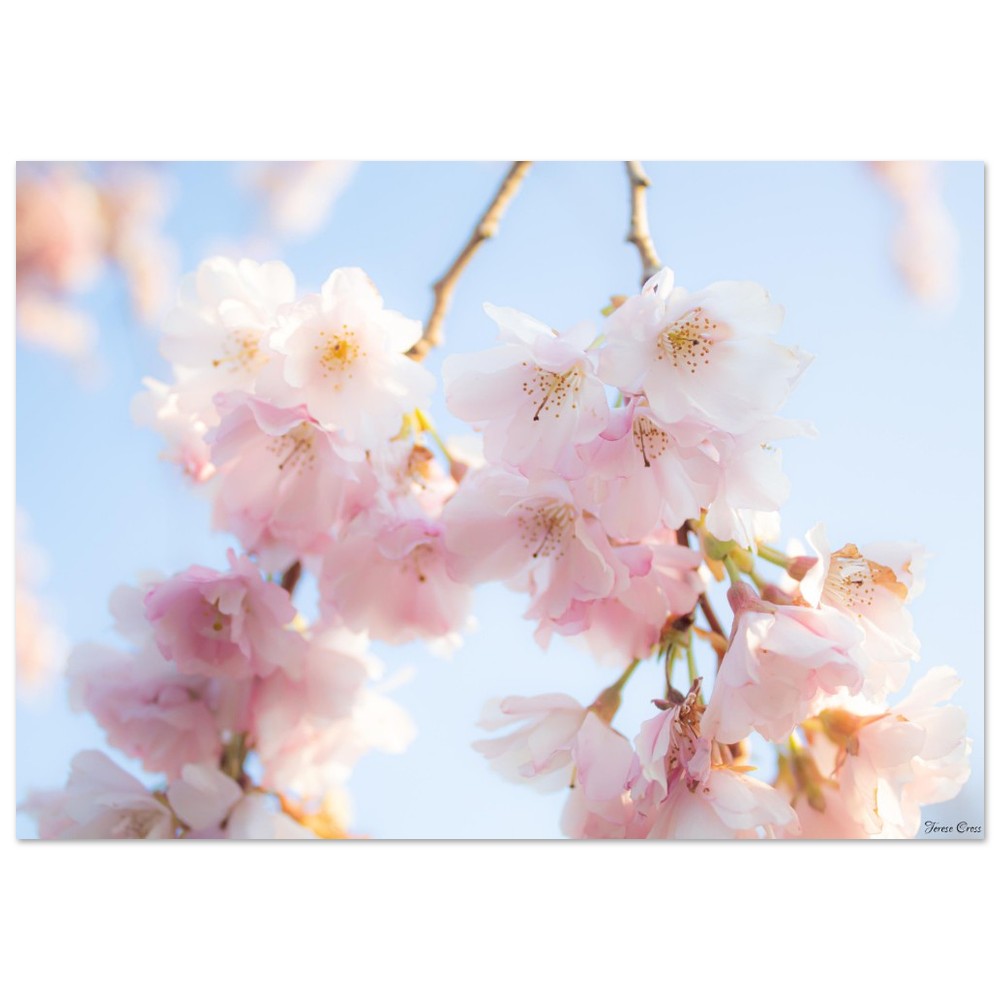 Sakura Blossom Tree Photo - Premium Matte Paper Poster