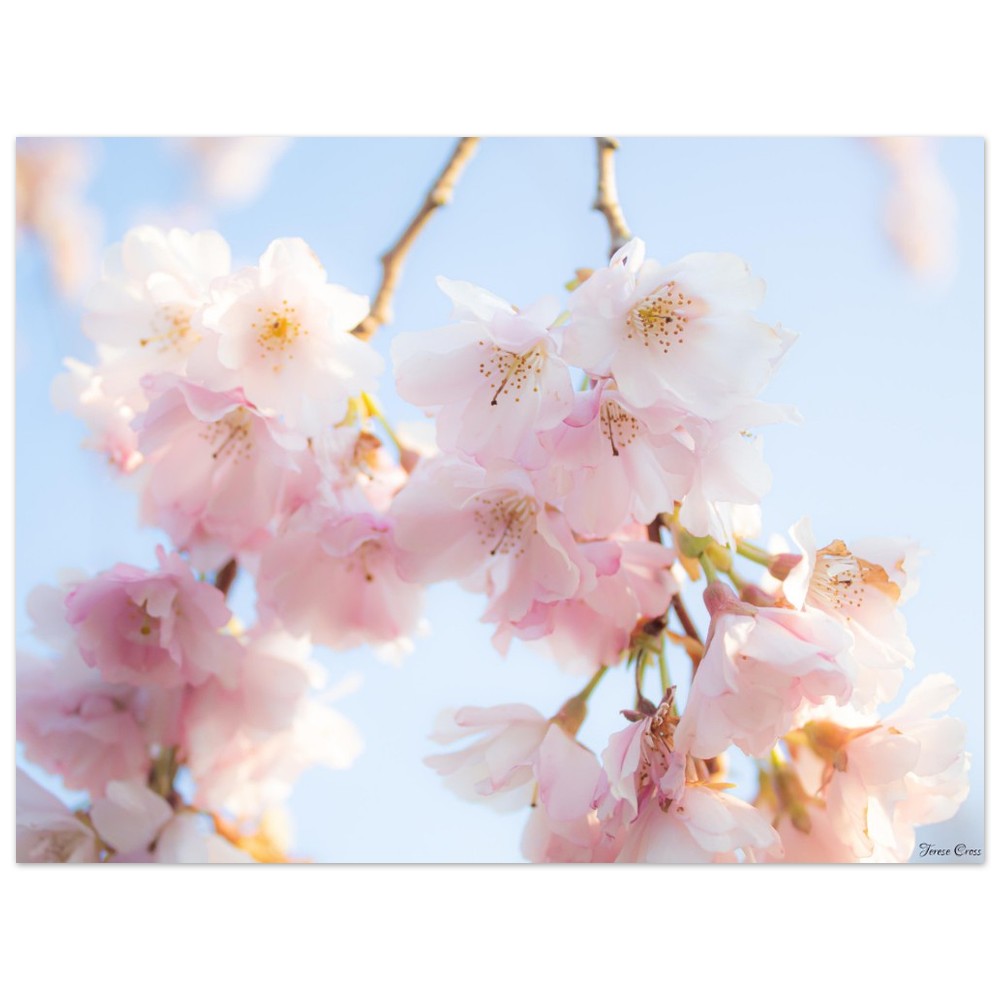 Sakura Blossom Tree Photo - Premium Matte Paper Poster