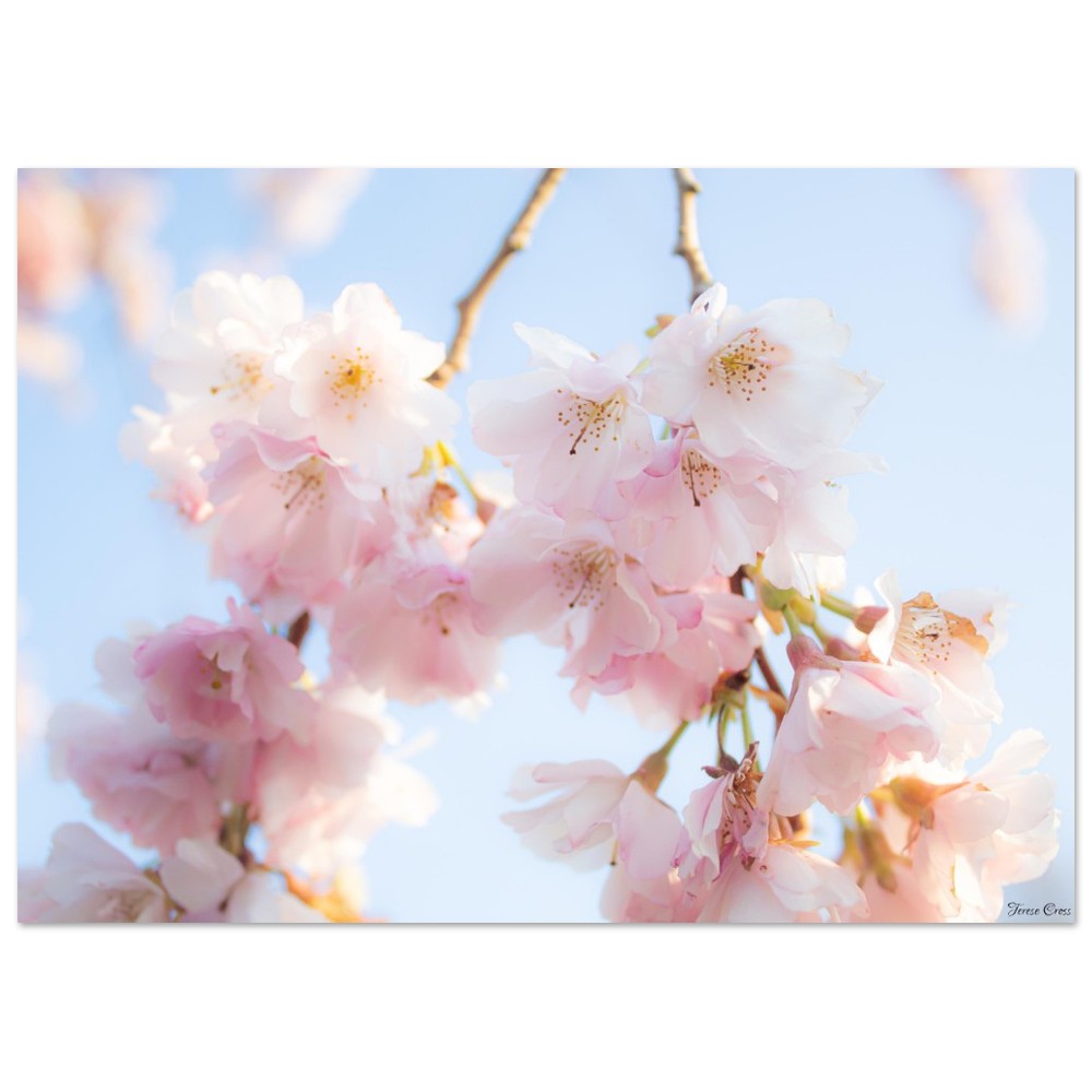 Sakura Blossom Tree Photo - Premium Matte Paper Poster