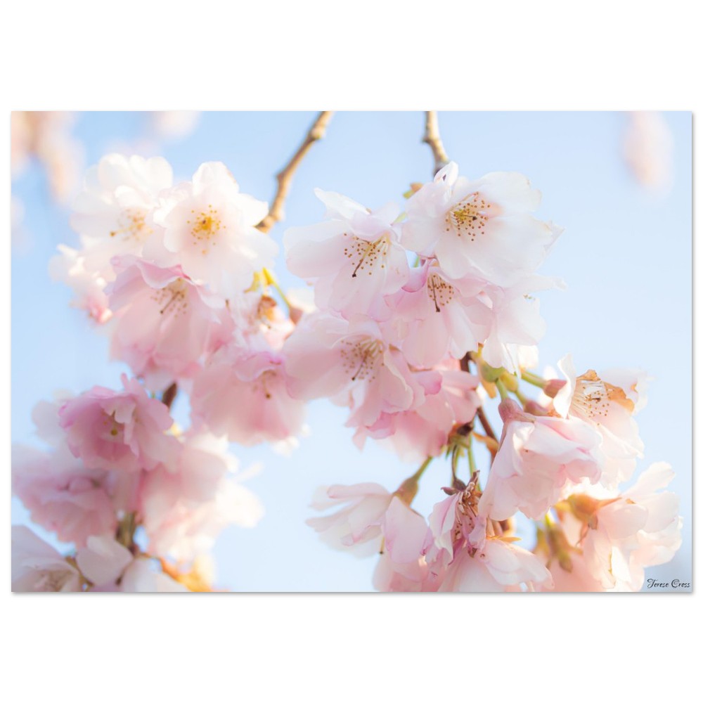 Sakura Blossom Tree Photo - Premium Matte Paper Poster